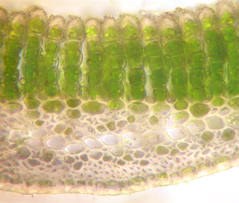 Polytrichastrum alpinum